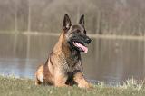 MALINOIS 1002